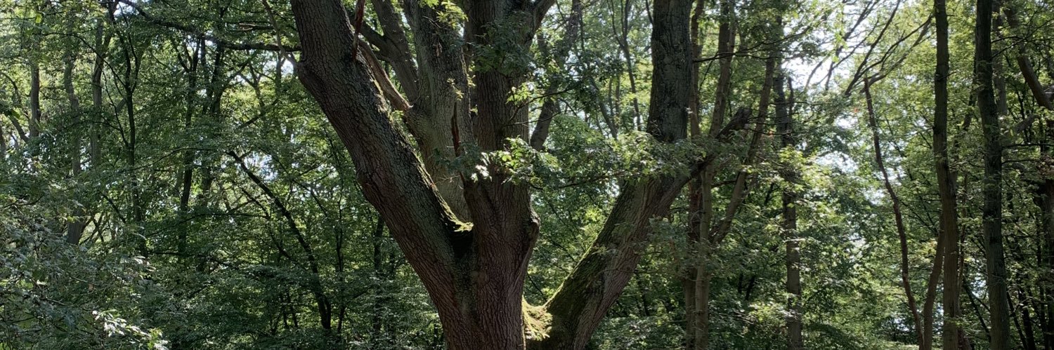 Catherine Carlin banner