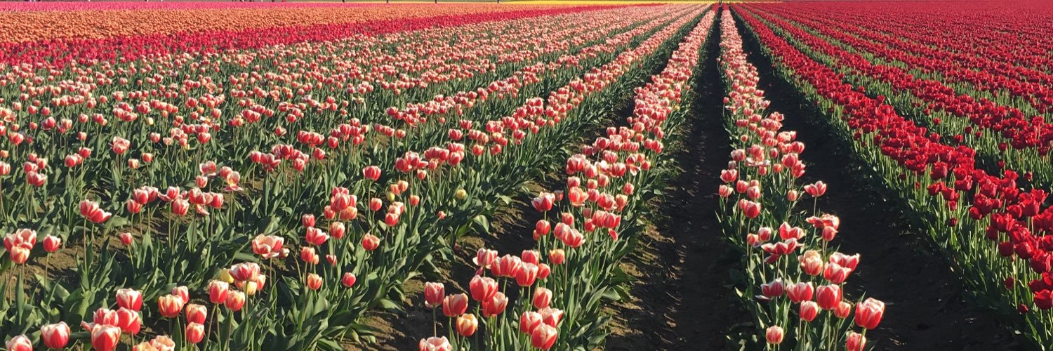 Teanna Lackner banner