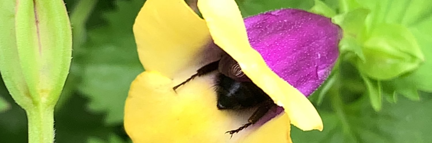lisajsmith621's profile banner image