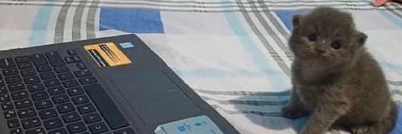 JustinTheFemboy🔞 banner