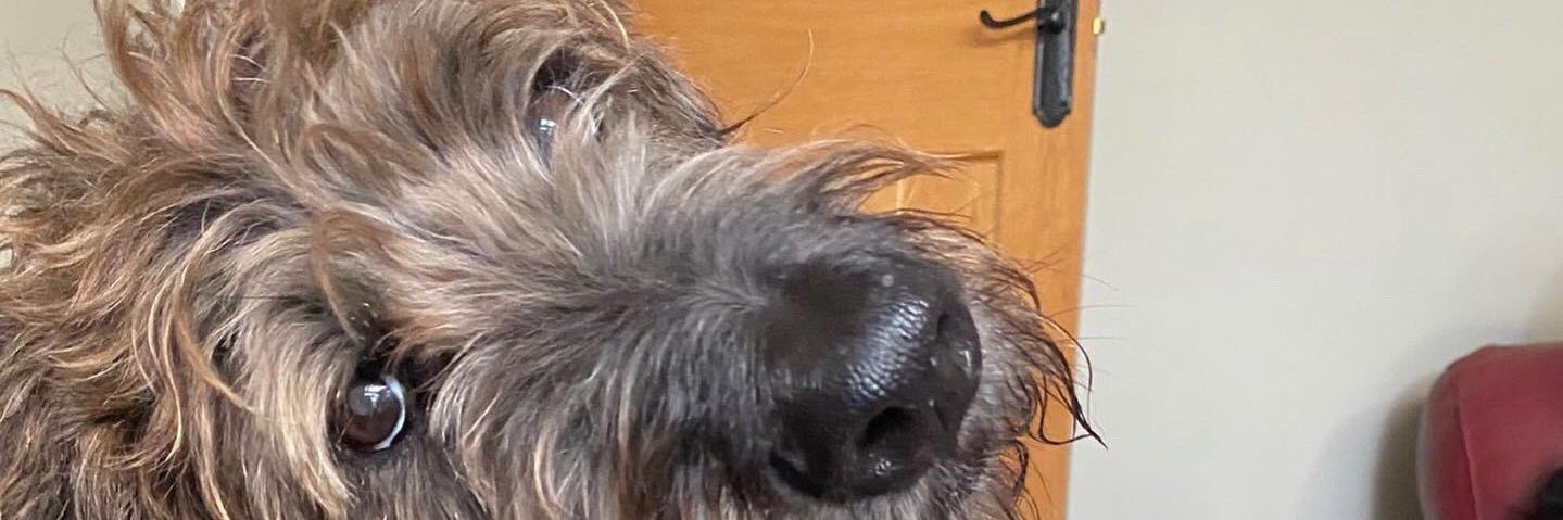 Brian Labradude ❤️. banner