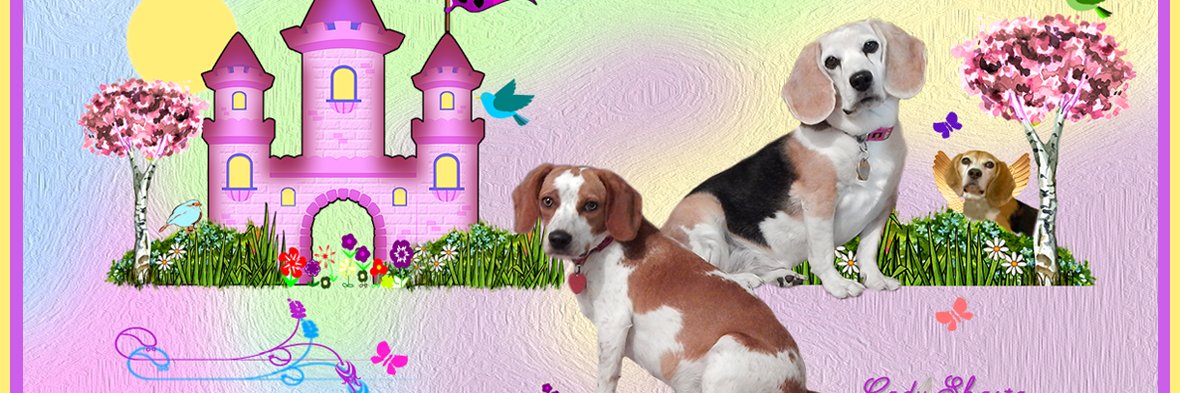 BeagleMom2's profile banner image