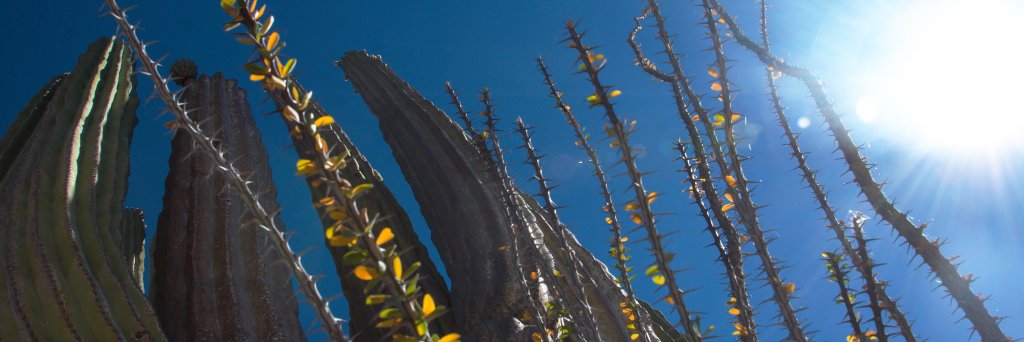 AraEMartz's profile banner image