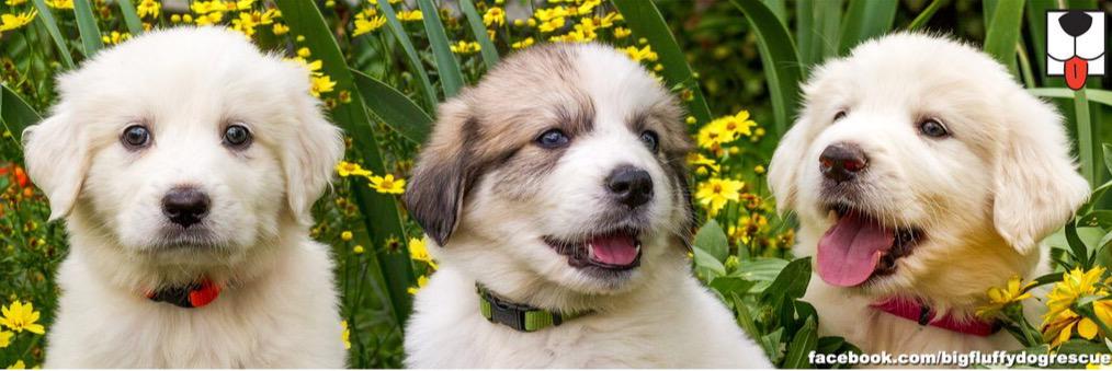 Big Fluffy DogRescue banner