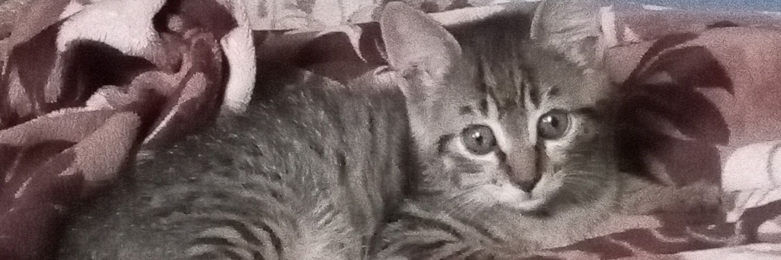 Simona52187255's profile banner image