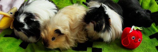 1littlepiglet Profile Banner