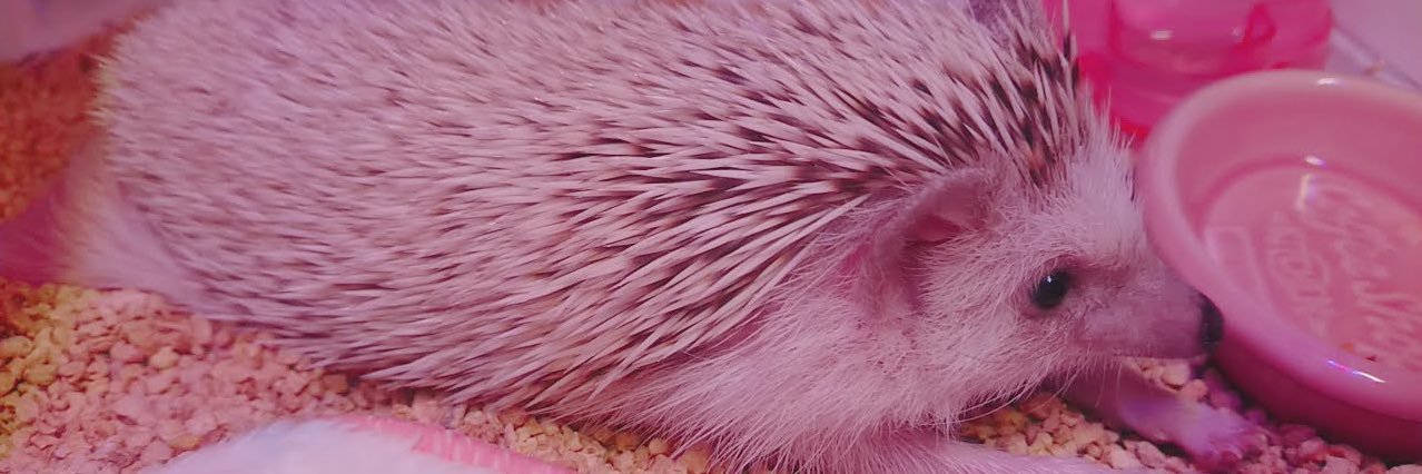 おもち banner