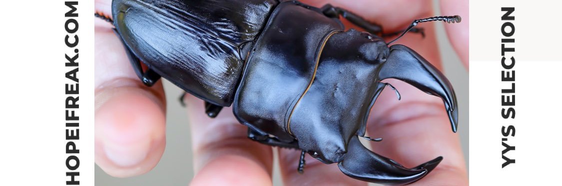 ホペイフリーク banner