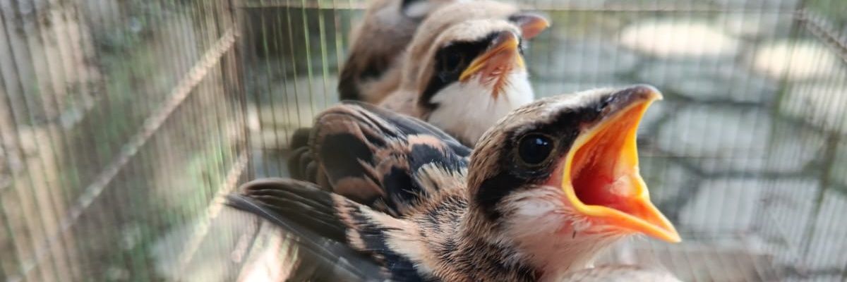 Bakul Manuk Cakung banner