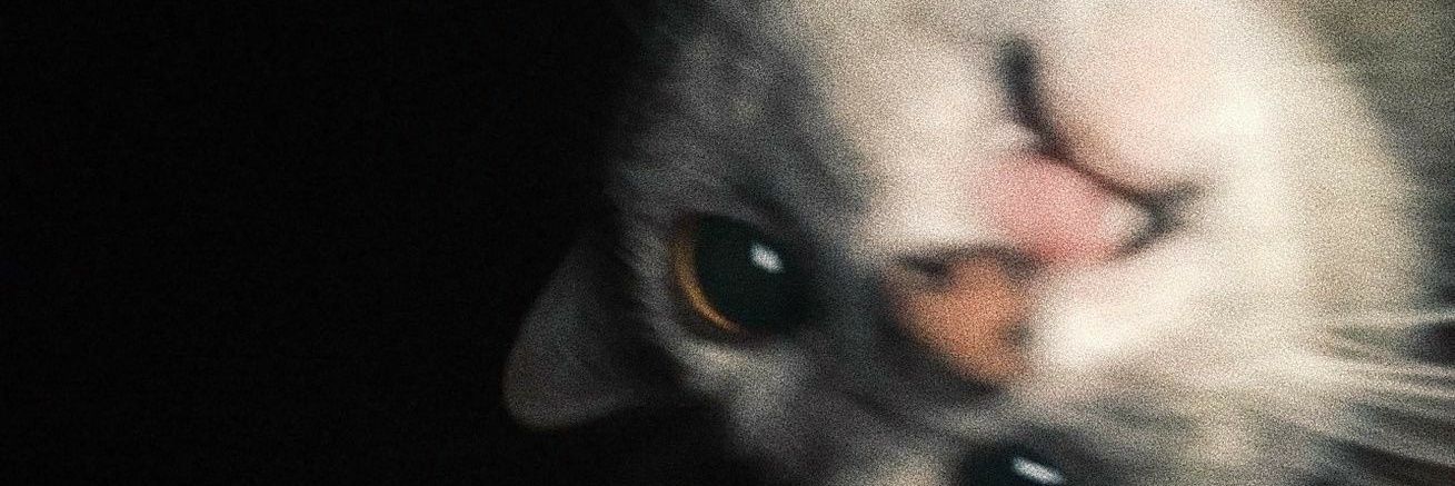guilipardo's profile banner image