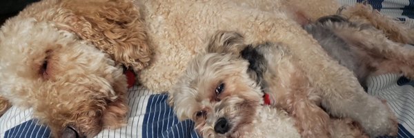 ChefHunar Profile Banner