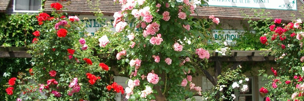 azu_le's profile banner image