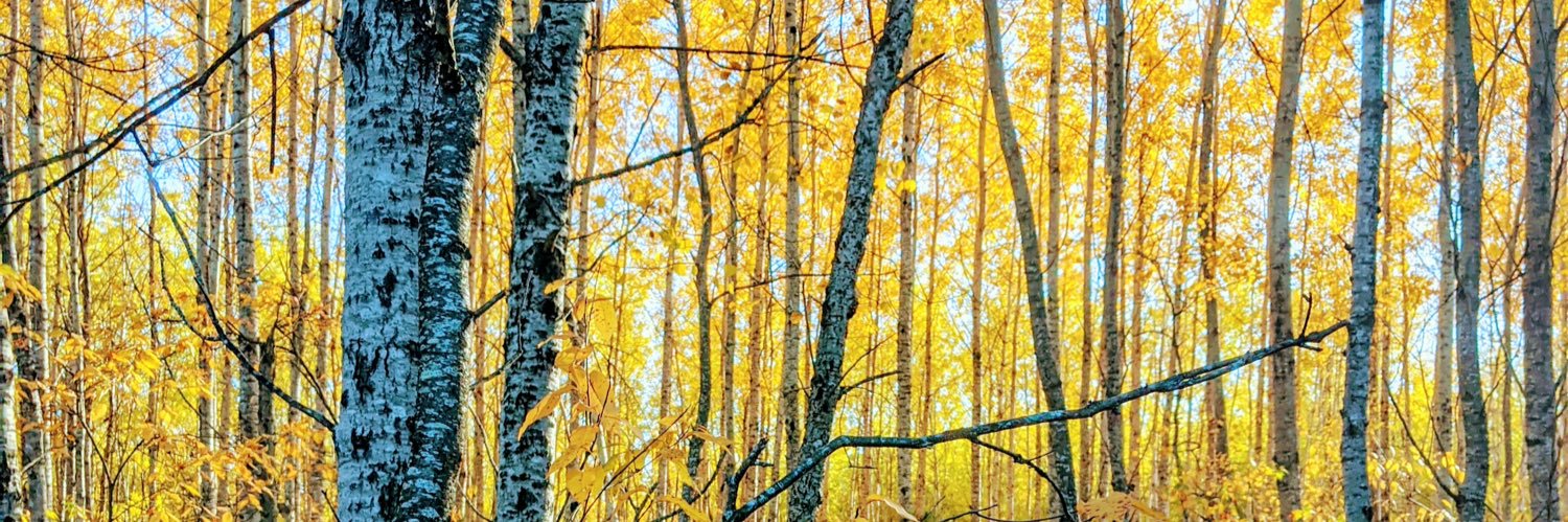 Professor Squatch banner