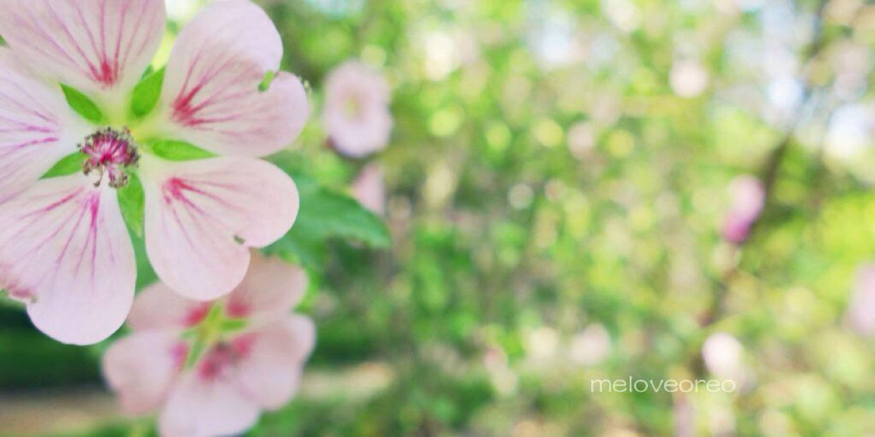 meloveoreo's profile banner image