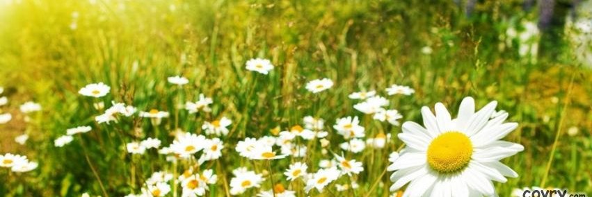 ChuoiTrong's profile banner image