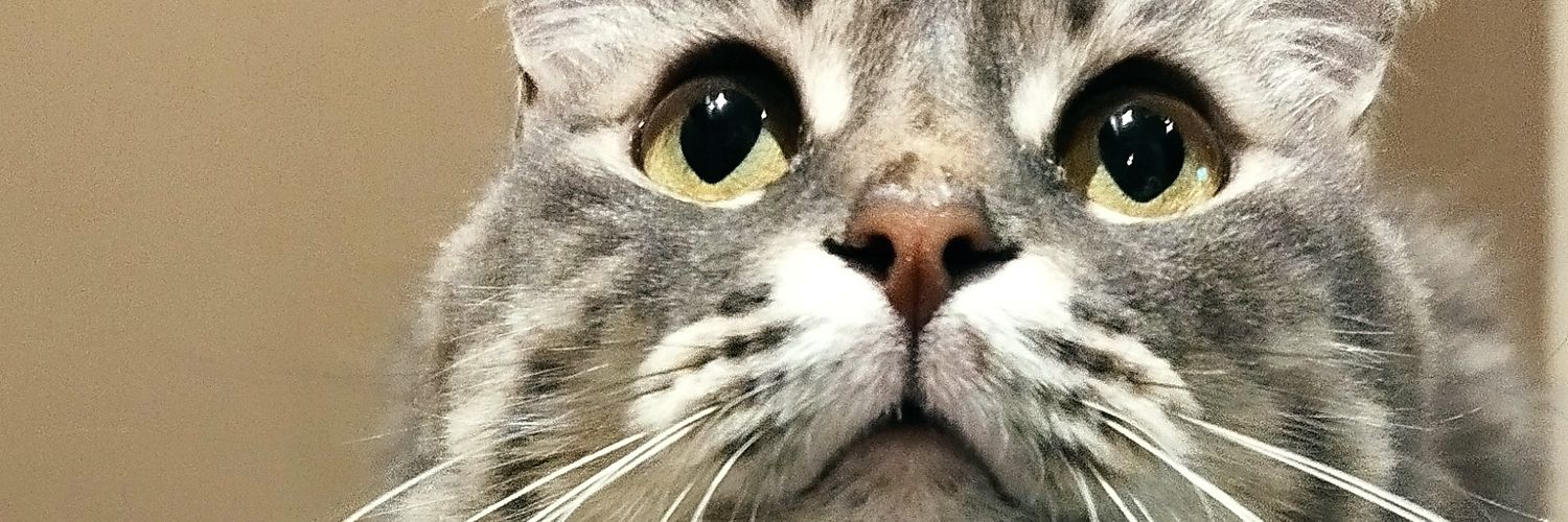 MalenaAnda's profile banner image