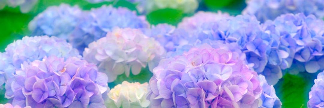 ✾紫陽花✾ banner