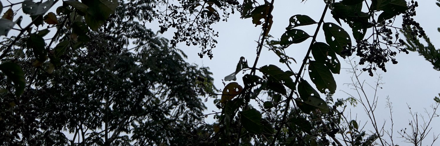 zach0215's profile banner image
