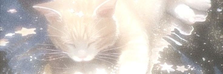 ୨୧ pᥲᥲ ✦ ♡ banner