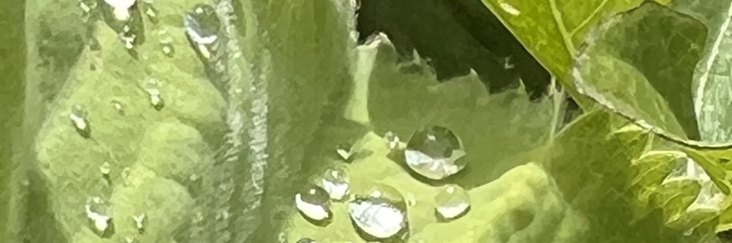 Graham Campbell banner