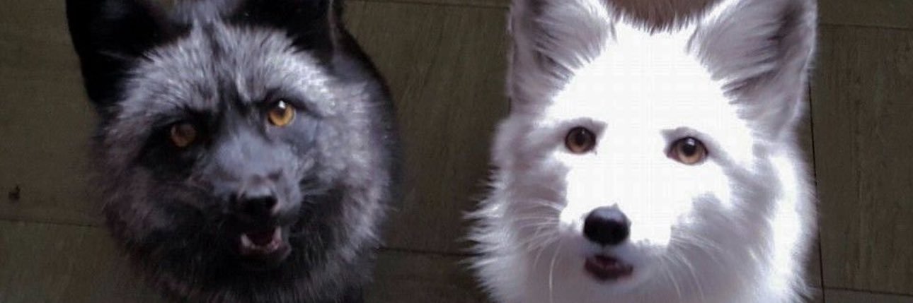 Roooo banner