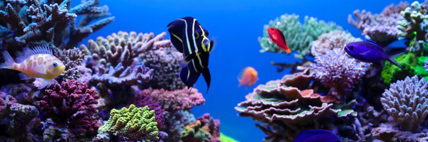 reef banner