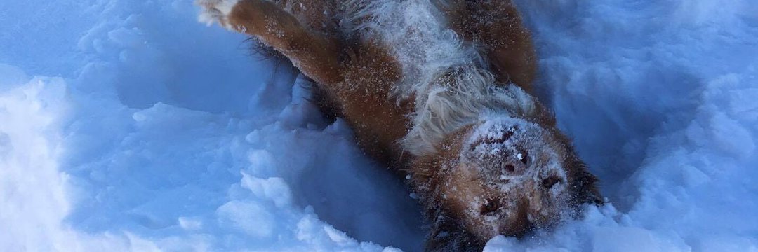 Amanda DiPaolo banner