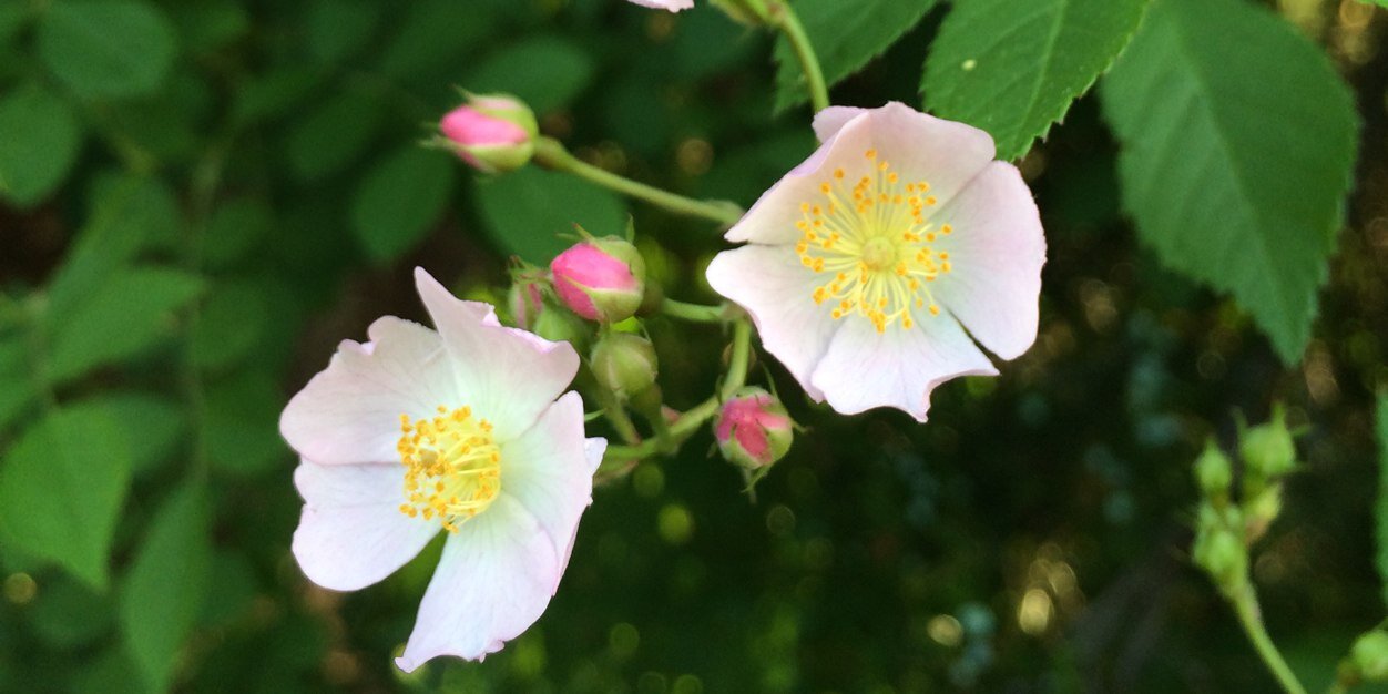 Christa Holtzclaw banner