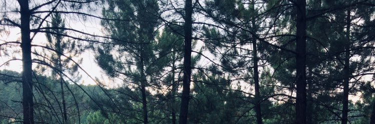ceelia08's profile banner image