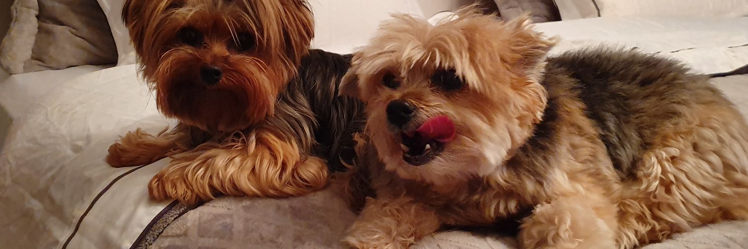 Paulo Cavalin banner