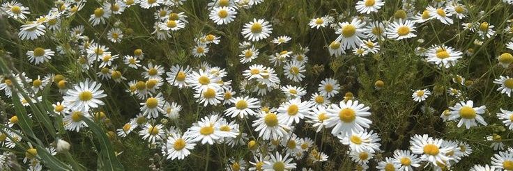 Serant₁₄₃🩹❤️ banner