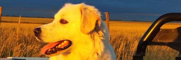 galmassio Profile Banner