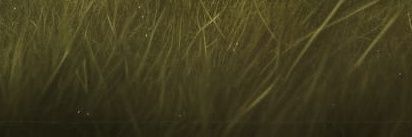 Dynasty Observer banner