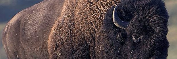 GoldenBuffalo's profile banner image