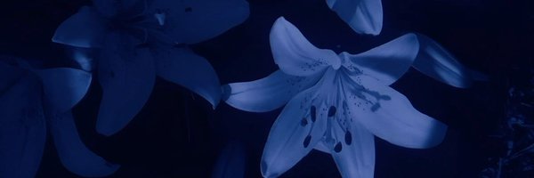 firefly_ace_ Profile Banner