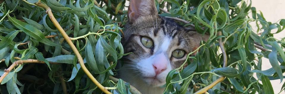 cotifabiano's profile banner image
