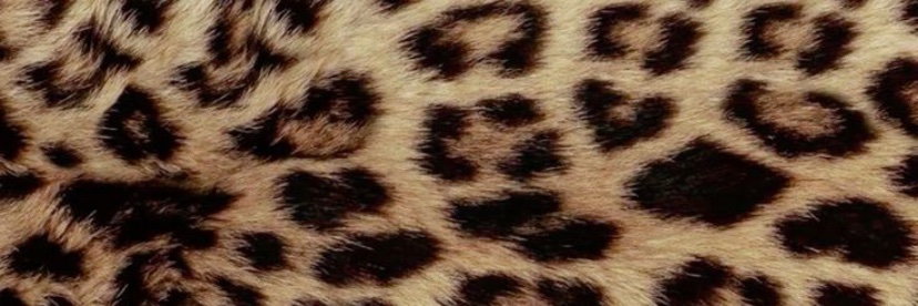 elle ⭑.ᐟ banner