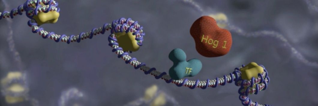 Cell Signaling and Transcription Lab banner