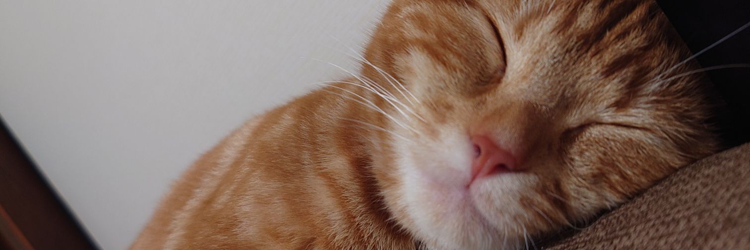 GoldMomonga's profile banner image
