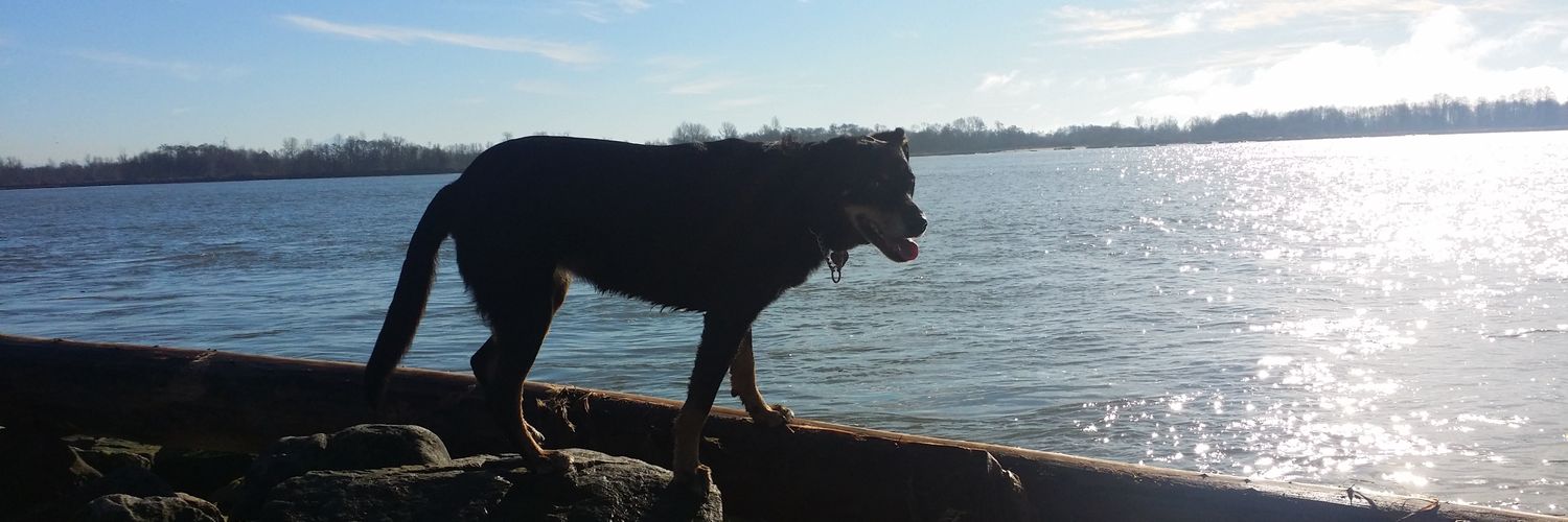 happydoghome's profile banner image