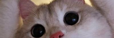 raigaix's profile banner image