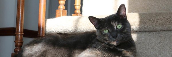 HaikuByCat Profile Banner