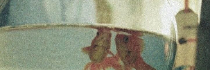 Peach banner