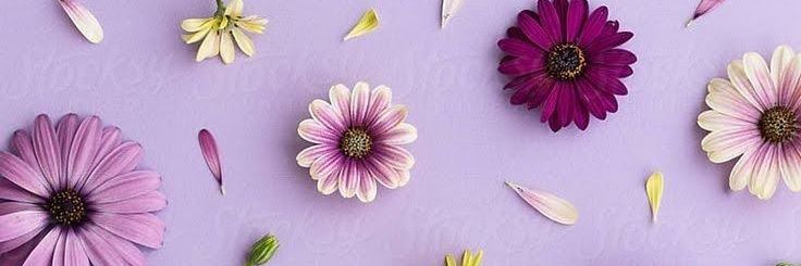 _iris__19_'s profile banner image