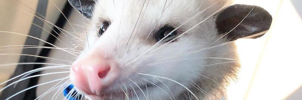 FleyaO's profile banner image