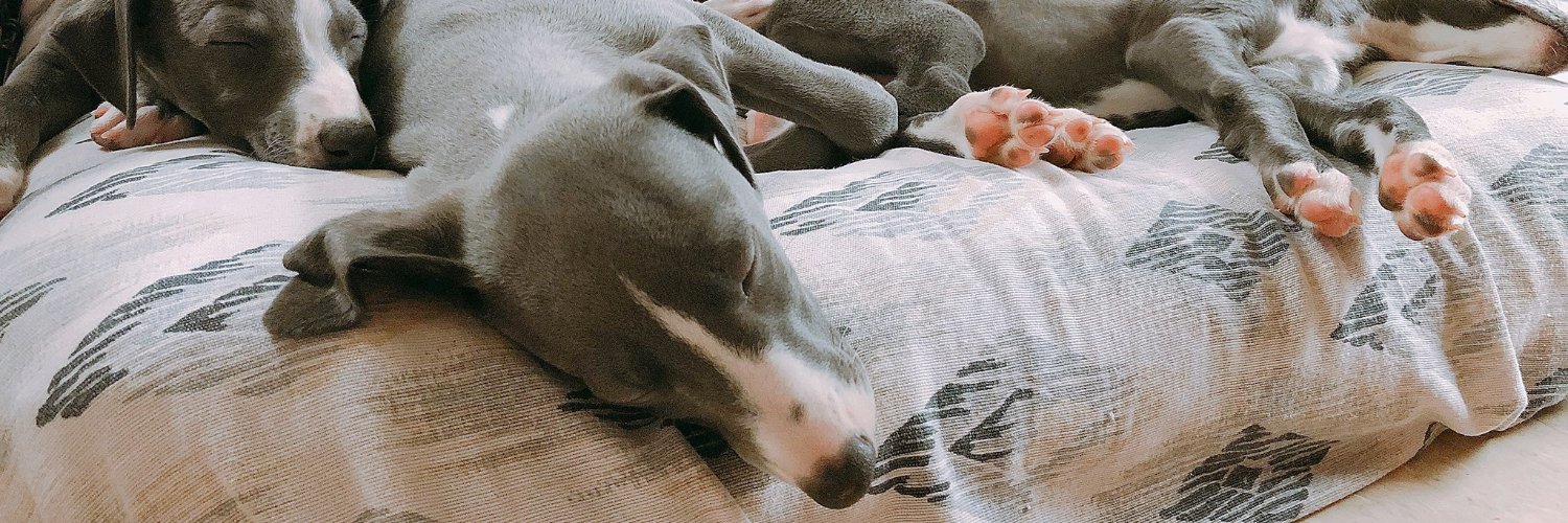 WhippetSnippets's profile banner image