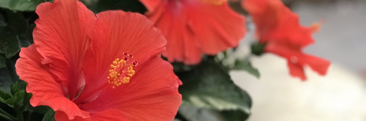 dksaele's profile banner image
