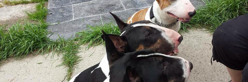 AdoptBull's profile banner image