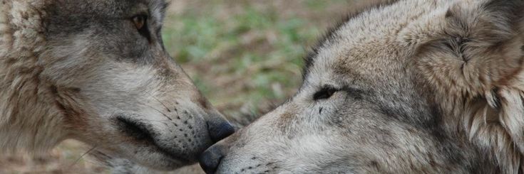 thyid10's profile banner image