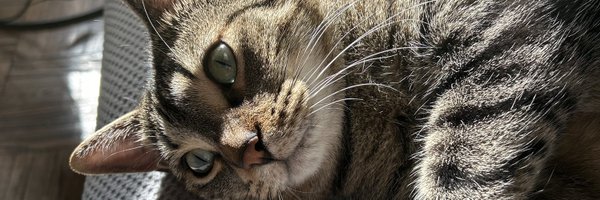 TroubleTheTabby Profile Banner